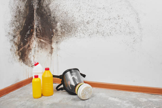 Best Fast Mold Removal  in Jacksonville, AL