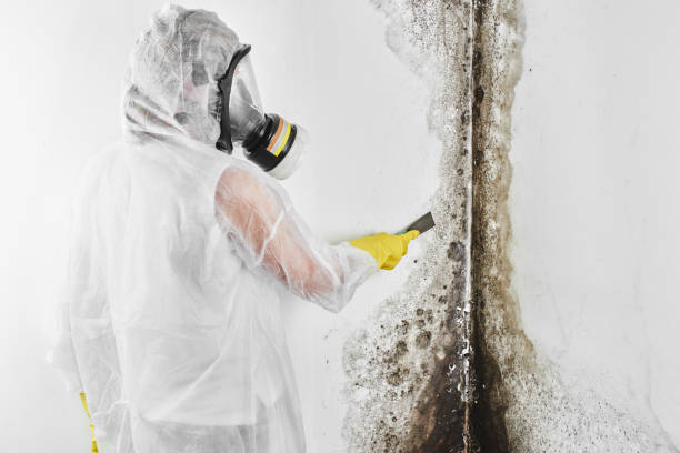 Best Mold Inspection  in Jacksonville, AL