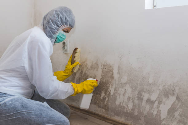 Best Residential Mold Removal  in Jacksonville, AL