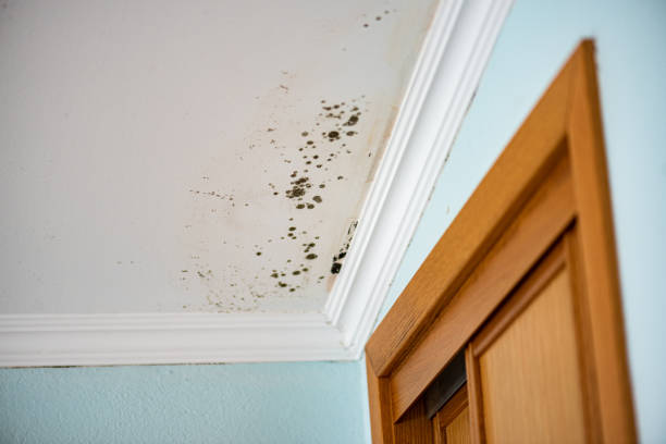 Best Emergency Mold Removal  in Jacksonville, AL