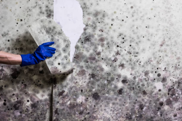 Best Commercial Mold Removal  in Jacksonville, AL