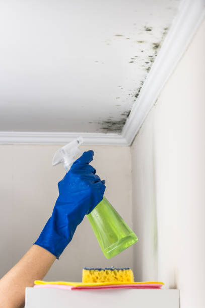 Best Water Damage Restoration  in Jacksonville, AL