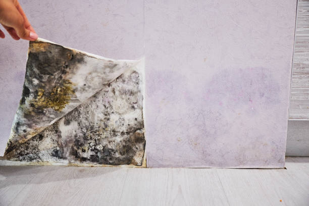 Reliable Jacksonville, AL Mold Removal Solutions